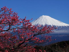 梅と富士山