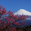 梅と富士山