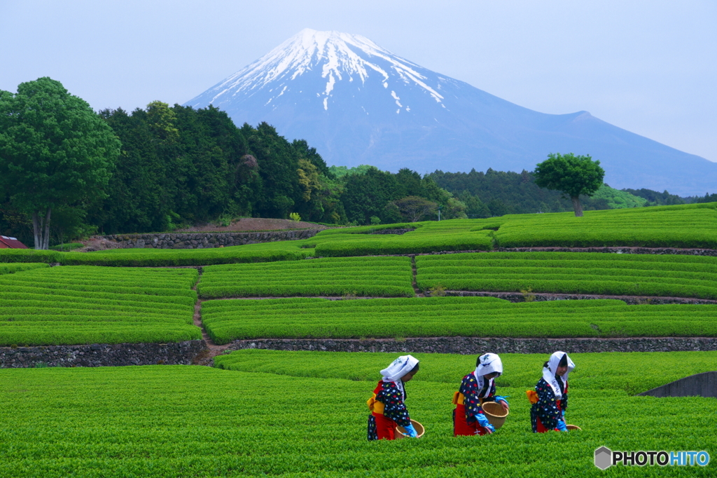 大淵お茶まつり