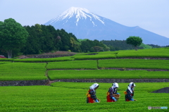 大淵お茶まつり