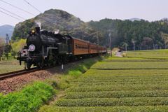 新緑の大井川鉄道