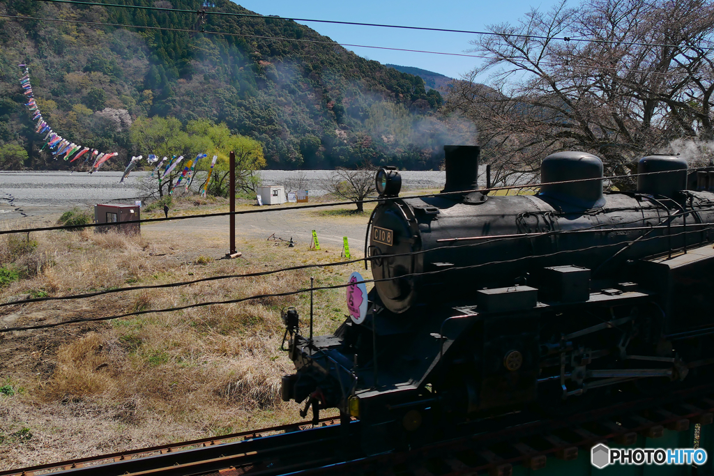 大井川鉄道　 SL　さくら号