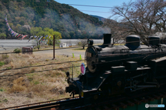 大井川鉄道　 SL　さくら号