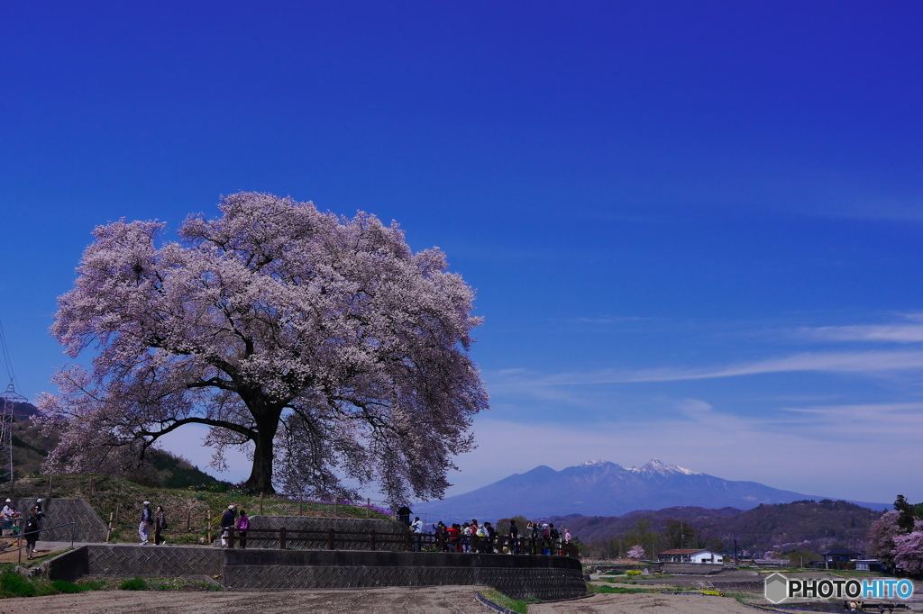 わに塚の桜2016