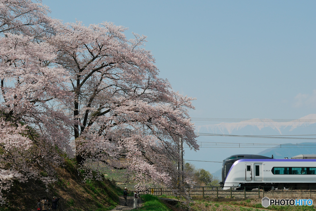 勝沼ぶどう郷駅　桜
