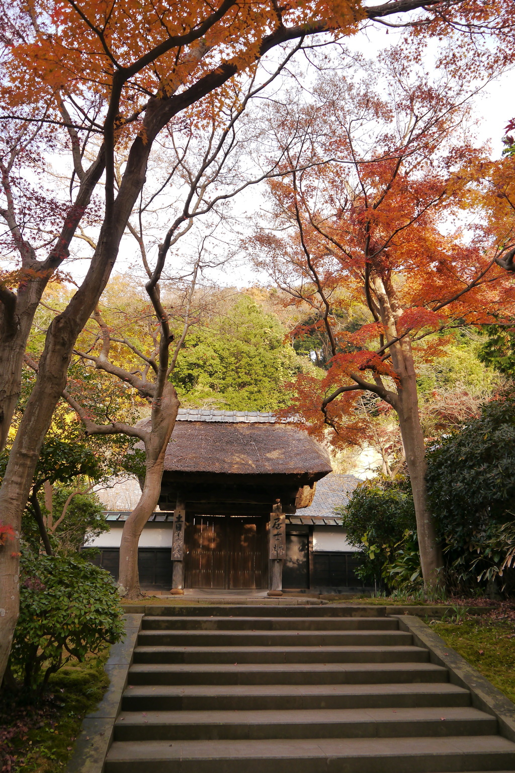 紅葉の円覚寺