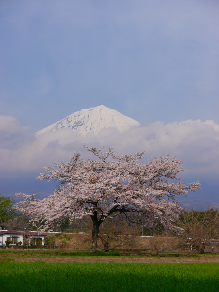 一本桜と富士山