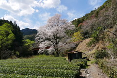 笹間渡のエド彼岸桜