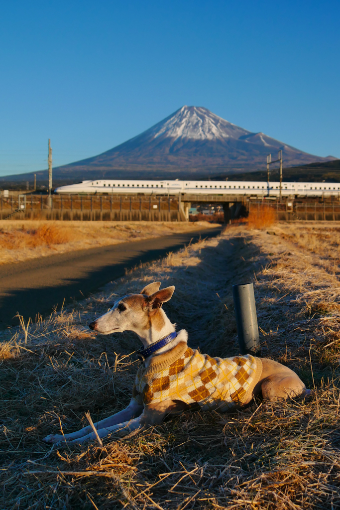 2018年戌年の富士山と犬