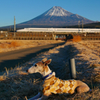 2018年戌年の富士山と犬