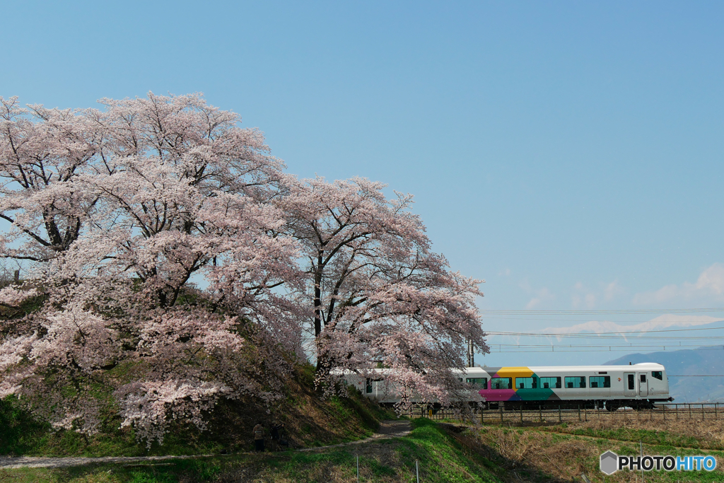 勝沼ぶどう郷　桜