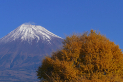 　銀杏