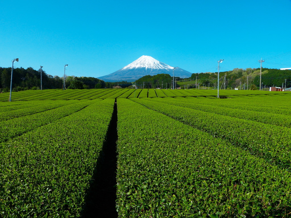 茶畑WITH富士山