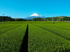 茶畑WITH富士山