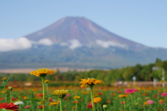山中湖　花の都公園富士山