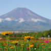 山中湖　花の都公園富士山