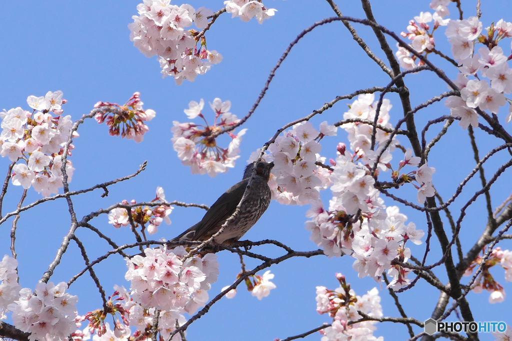 勝沼ぶどう郷駅　桜