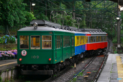 箱根登山鉄道　あじさい