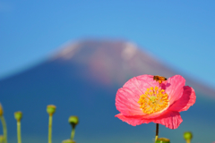 花の都公園