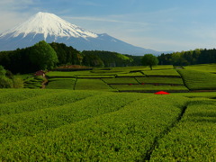 新茶畑と富士山