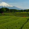 新茶畑と富士山