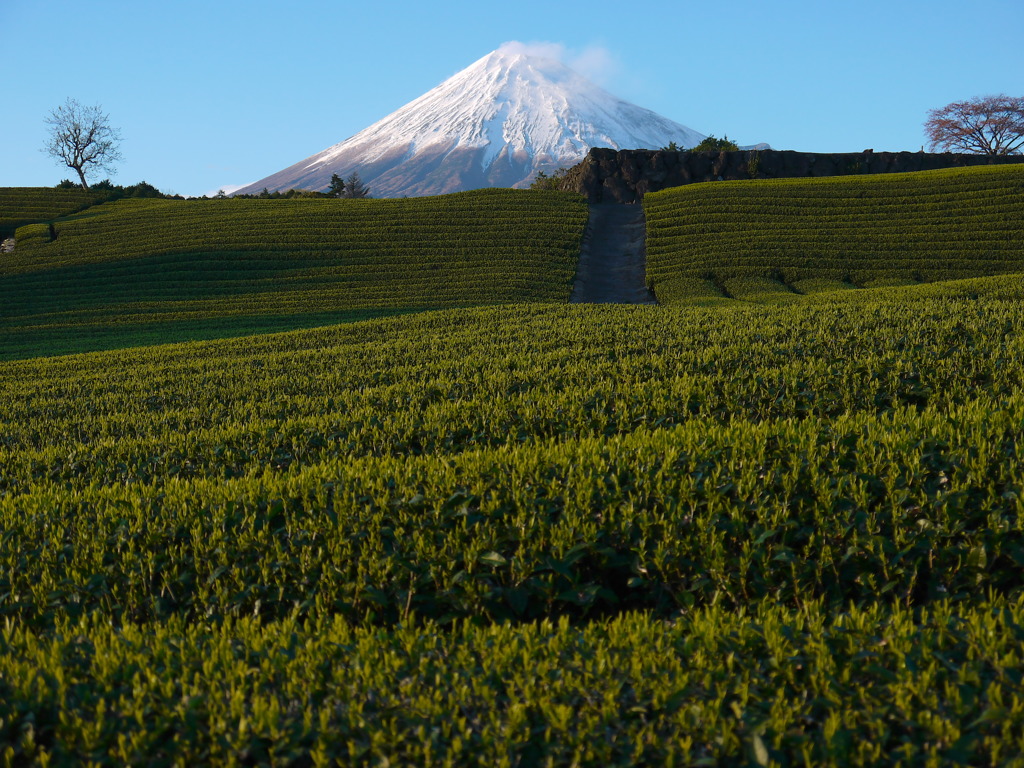 茶畑に富士山