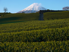 茶畑に富士山