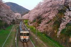 山北駅桜まつり