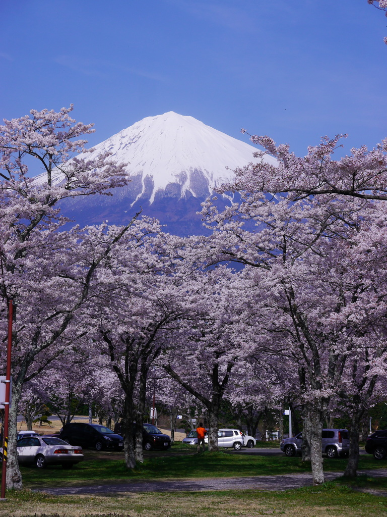 大石寺の桜