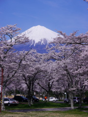 大石寺の桜