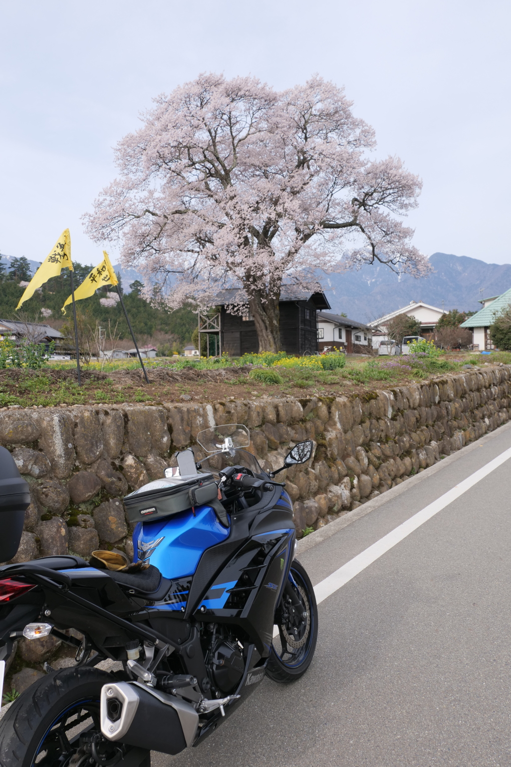 さくらとニンジャ
