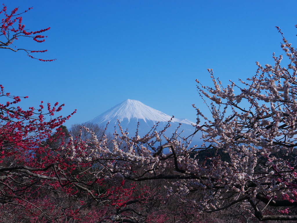 梅と富士山