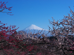 梅と富士山