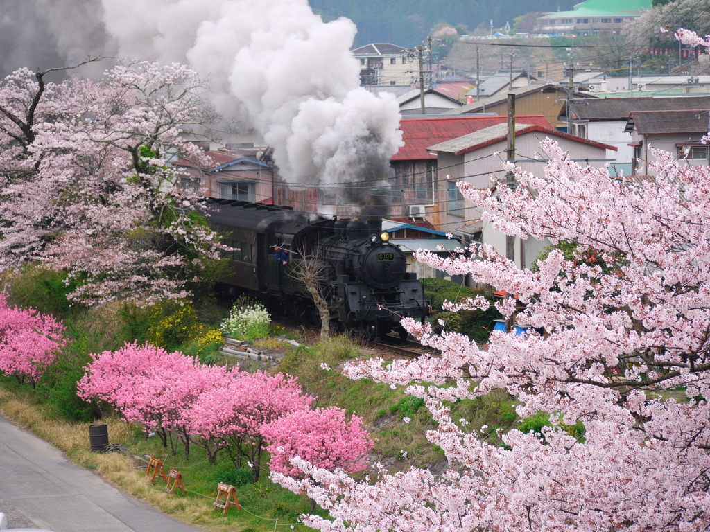 大井川鉄道 桜 Sl By Ysan Id 244 写真共有サイト Photohito