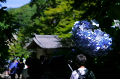 明月院の紫陽花
