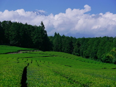茶畑富士山