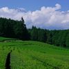 茶畑富士山
