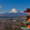 新倉山の桜