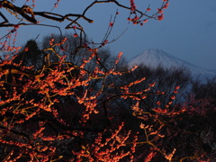 夜梅　　＠岩本山