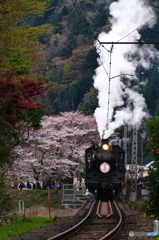 大井川鉄道のＳＬとさくら