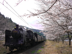 SLと桜