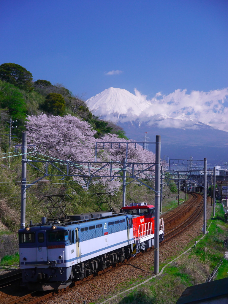 桜、富士山　甲種　＠蒲原