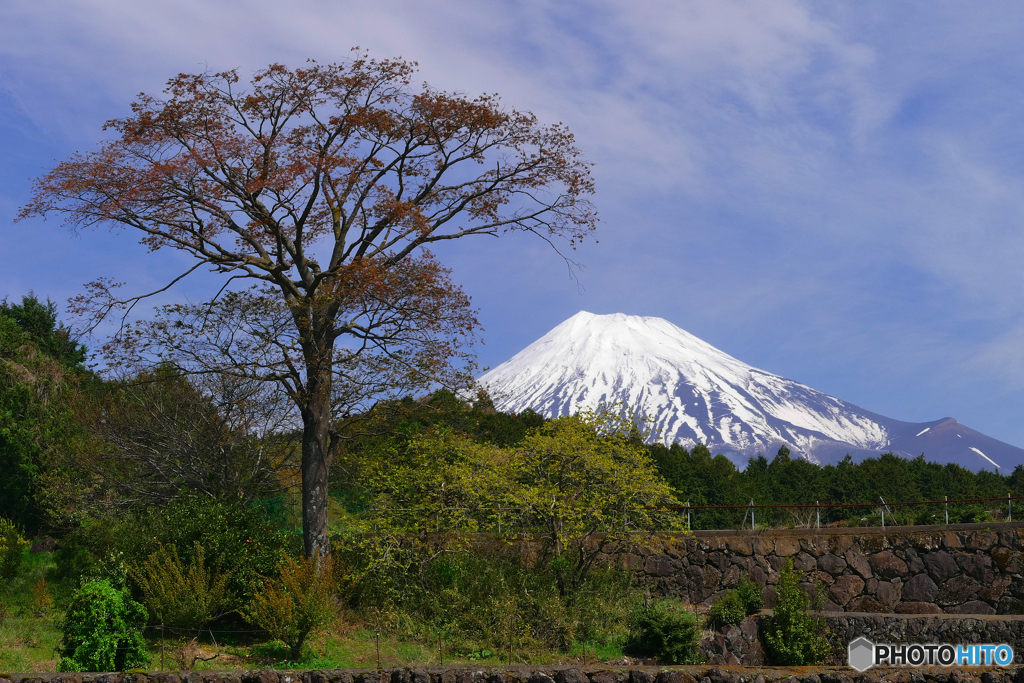 今宮で富士山