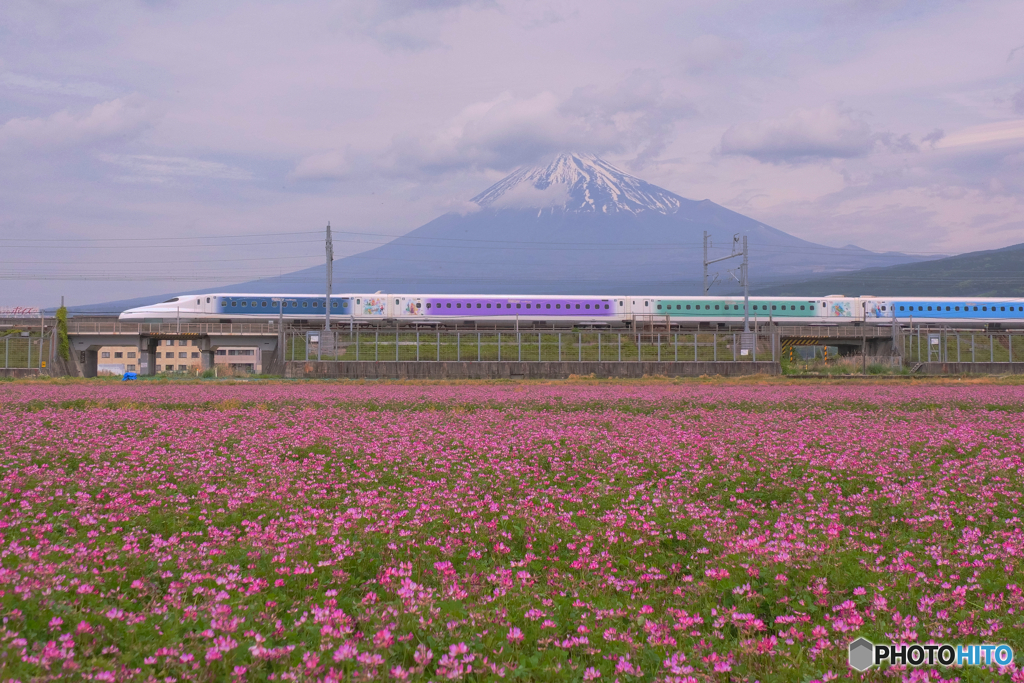 レンゲ畑