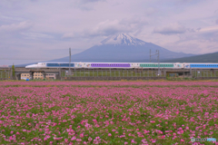 レンゲ畑