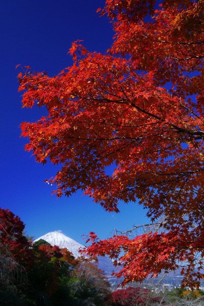 平和公園の紅葉と富士山