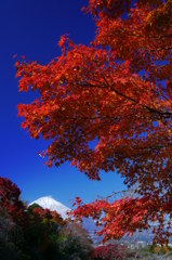 平和公園の紅葉と富士山
