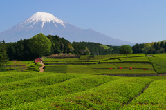 大渕の新茶畑