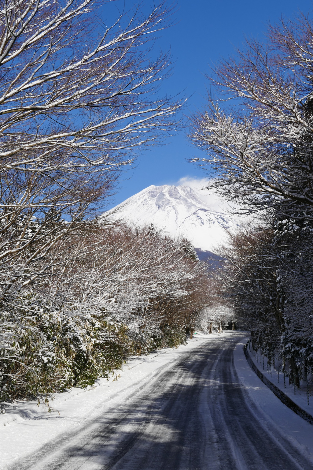 樹氷の道の向こうに富士