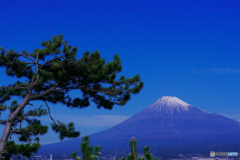 松と富士山